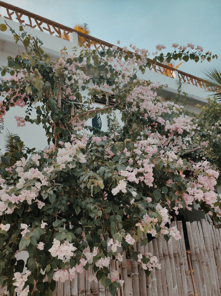 Beautiful Bougainville ✨