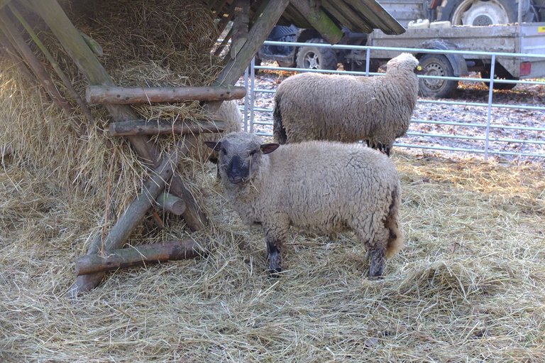Shropshire sheep (2016)