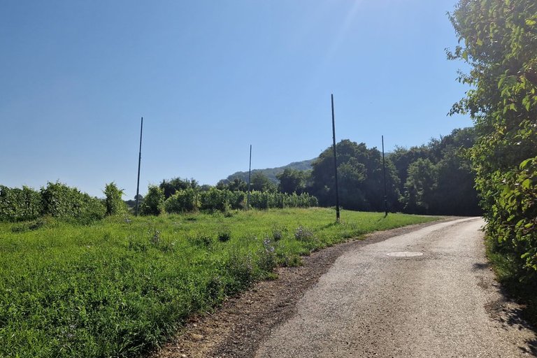 Vineyards ”In Ziersetzen”