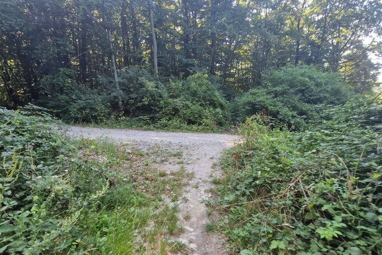 Forest road