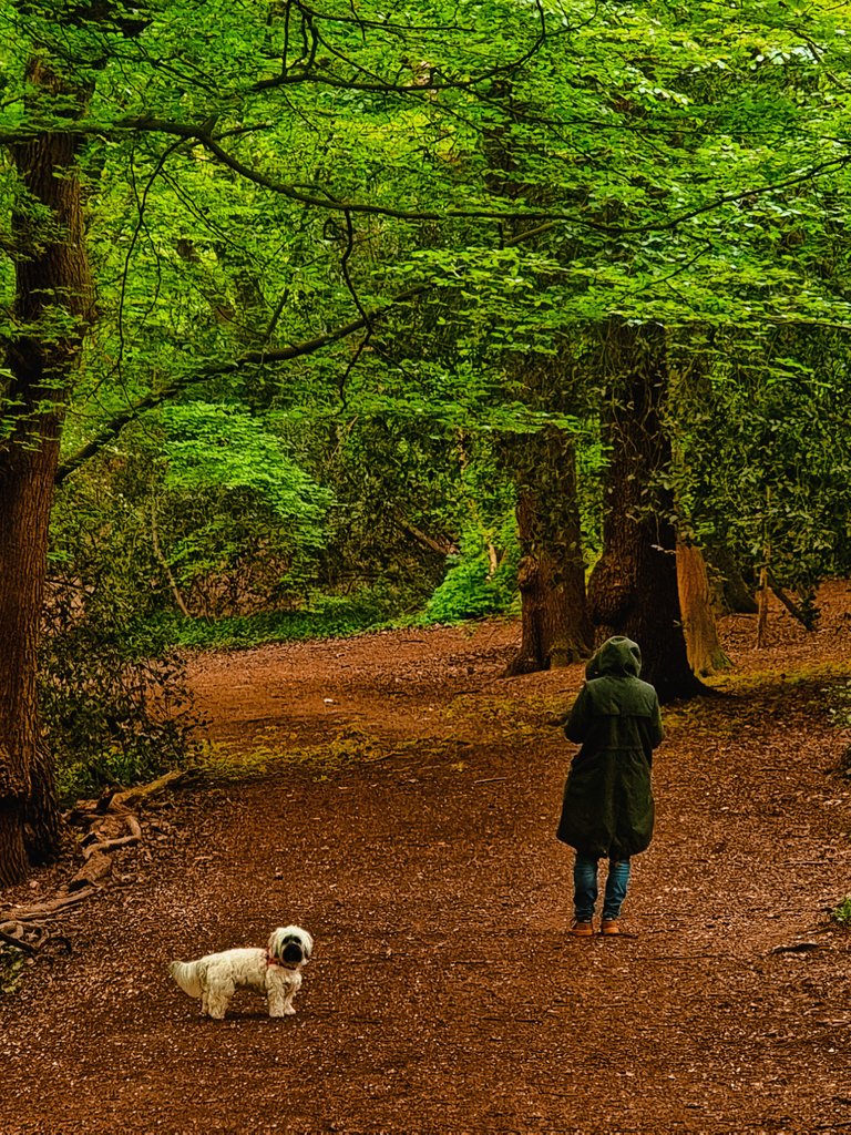 Going for a walk with your pet friends