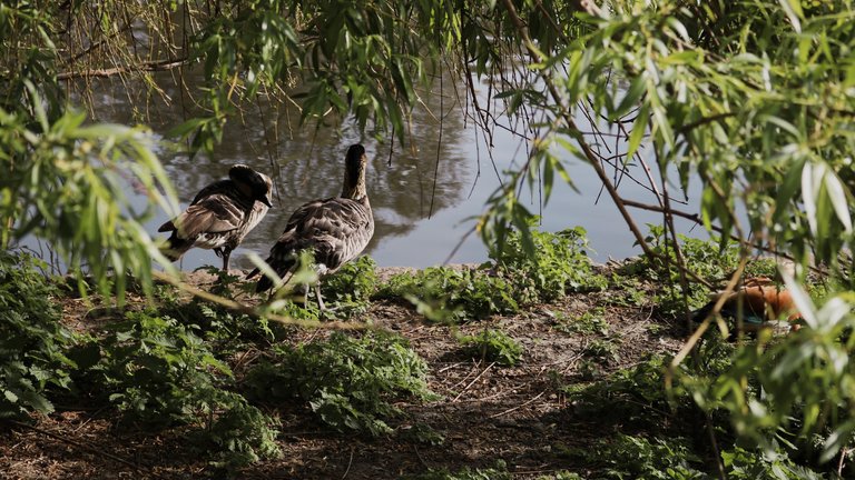 Duck family