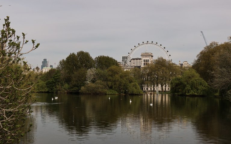 Discover the views between the trees