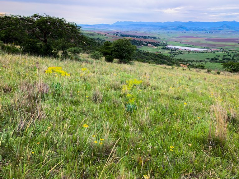 The natural grasses and flowers that are now able to grow on the land from good management.