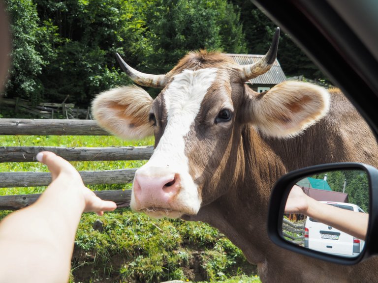 This cow seems to want to us in the car