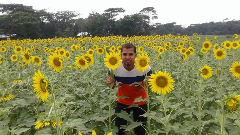 Sunflower Garden