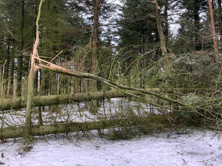 Fallen trees