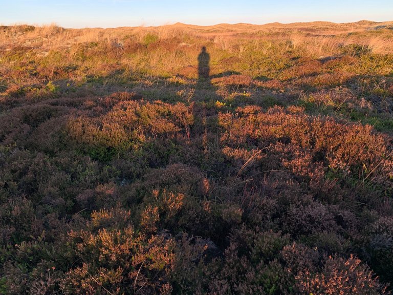 Heath on the northern side of the migrating dunes