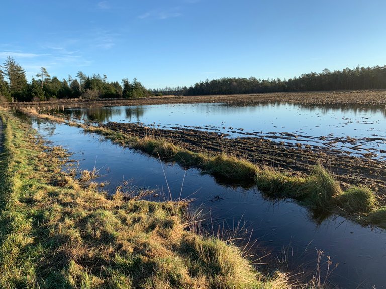 Meadow under water