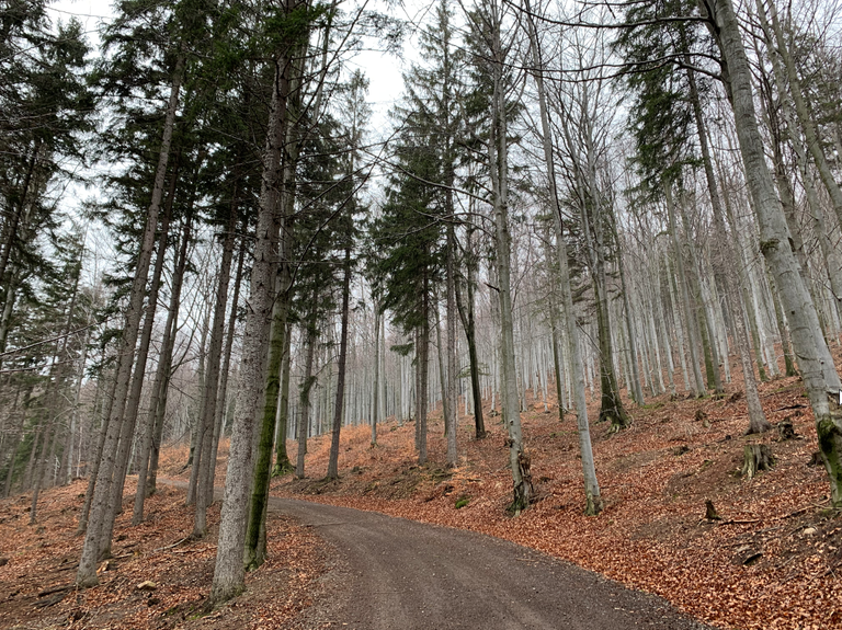 Szlak na Borową