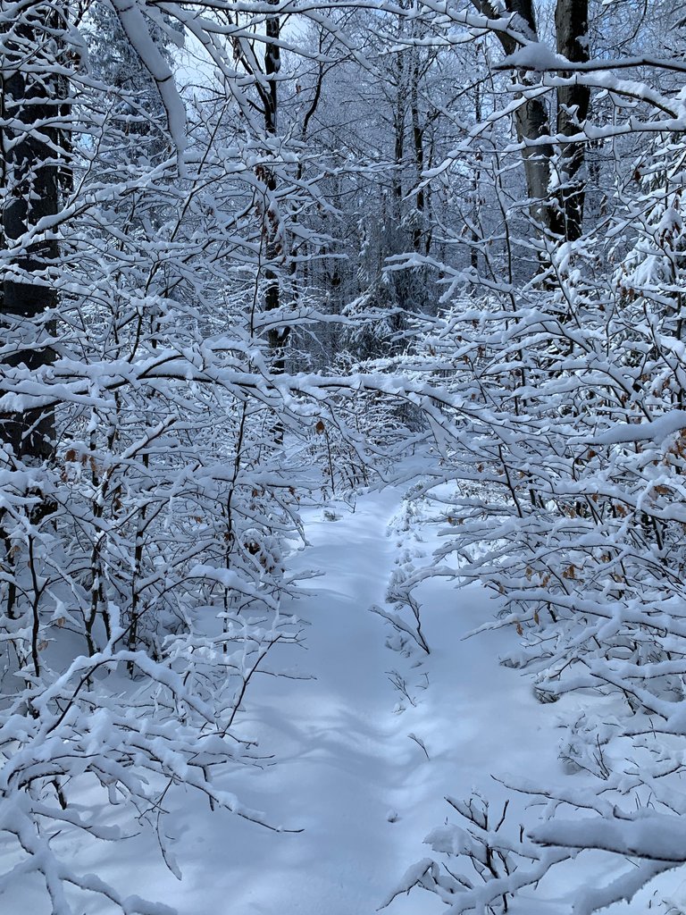 Śnieżnica (szlak z Dobrej)