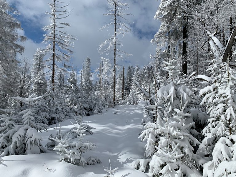 Śnieżnica (szlak z Dobrej)