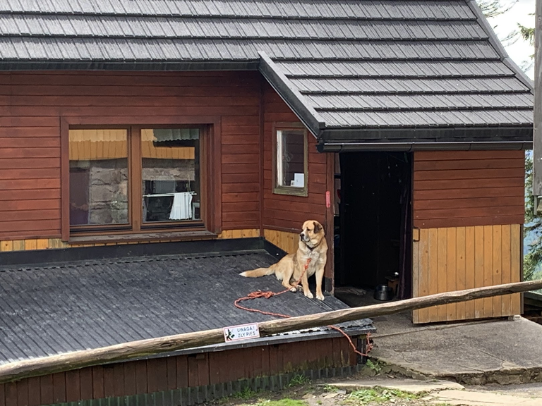 Wbrew tabliczce, pies pilnujący schroniska na Rysiance wcale nie jest zły...