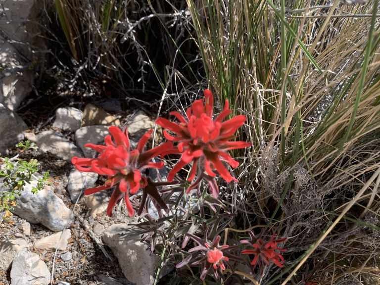 ”Die hard” plants in Red Rock Canyon National Conservation Area