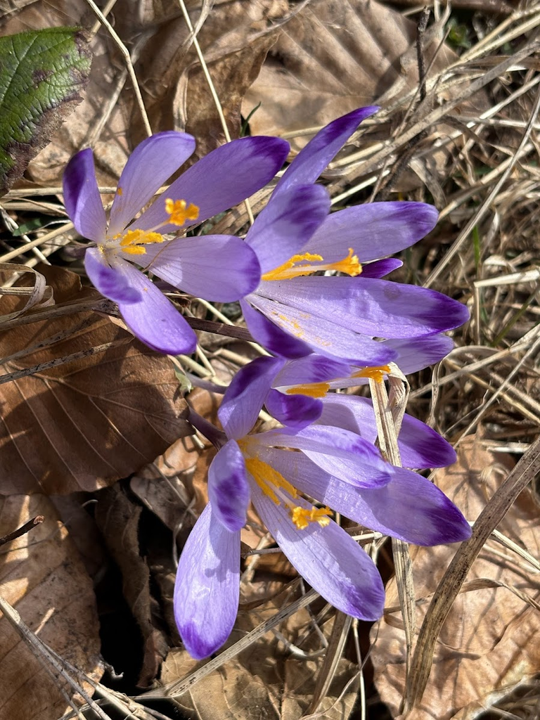 Krokus vel szafran spiski, zdjęcie ze szlaku pomiędzy Sidziną a Halą Krupową