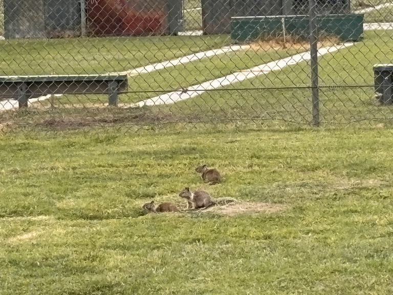 Prairie dogs in Bakersfield, CA