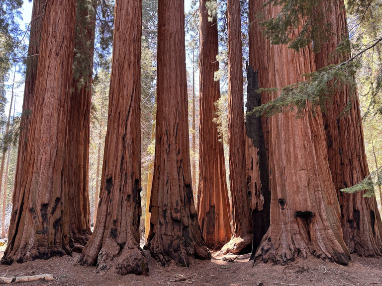 Majestic sequoias