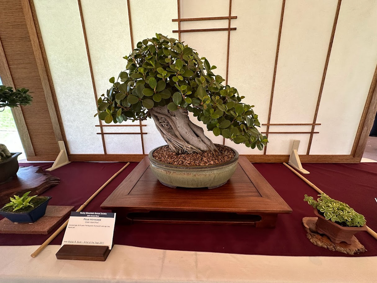 Tranquil Miniature: A Ficus microcarpa bonsai, timeless in its miniature grandeur.