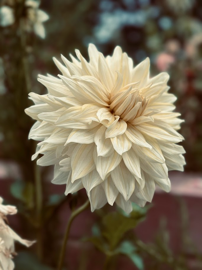 A Symphony in Cream: A solitary bloom basks in its full, creamy glory.