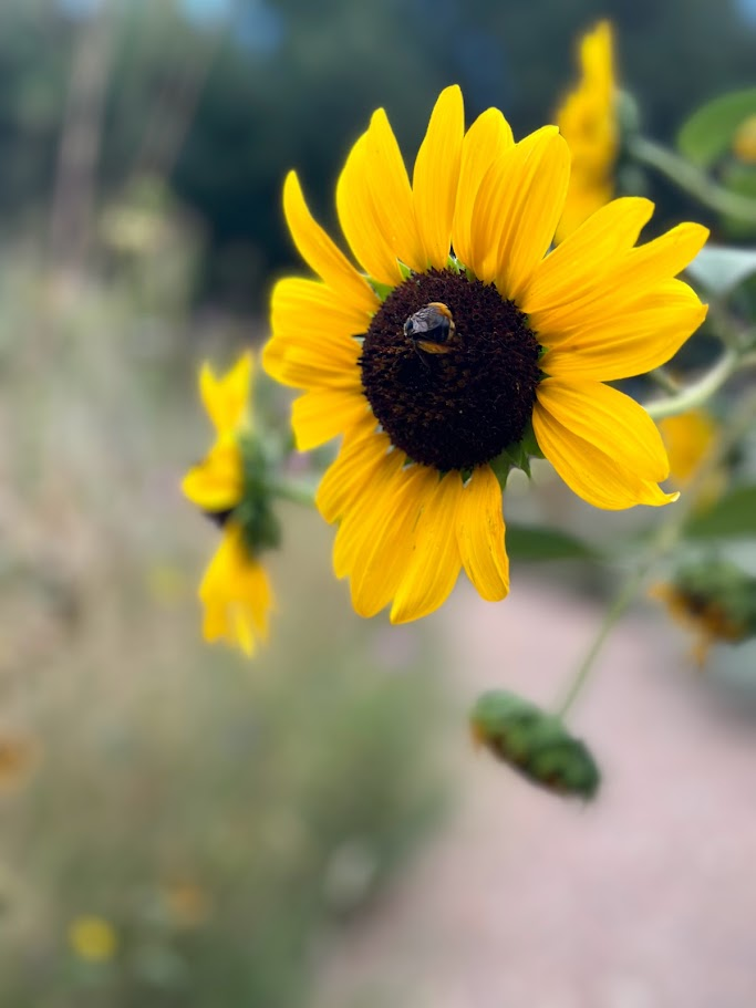 Sunny Companionship: A bee’s gentle rendezvous on a bright sunflower’s face.