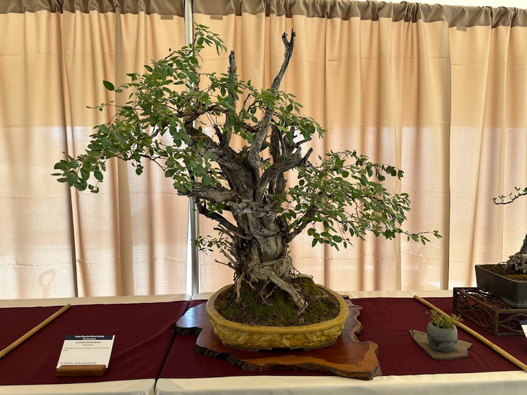Ancient Grace: A robust bonsai stands as a testament to nature’s enduring artistry.