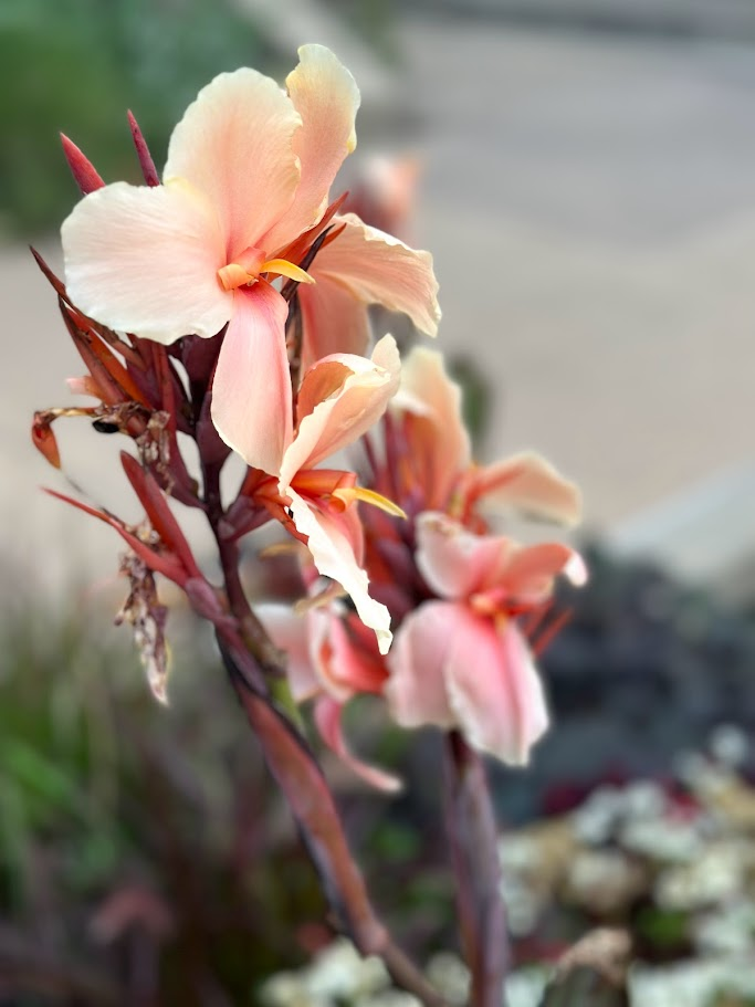 Nature’s Palette: Delicate shades of peach and coral come to life in this serene blossom portrait.