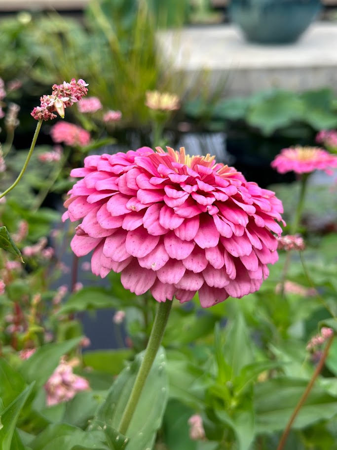 Blushing Elegance: A portrait of a pink zinnia, nature’s own masterpiece in detail.