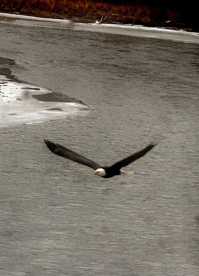 Bald Eagle