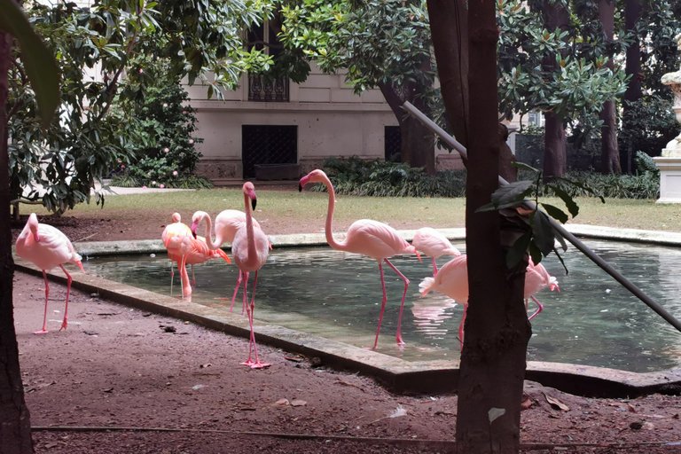 Pink flamingos in villa Invernizzi