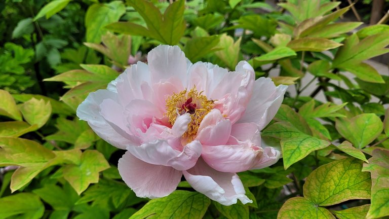 There is no end of colors for these Chinese peonies, and I hear that there are several hundreds of peony species in the Jingshan park