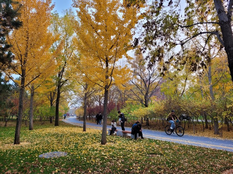 The beautiful color of these leaves reminds me that life is really beautiful till our death and we have to live it till the last breathe as these leaves are entertaining the people until their death!