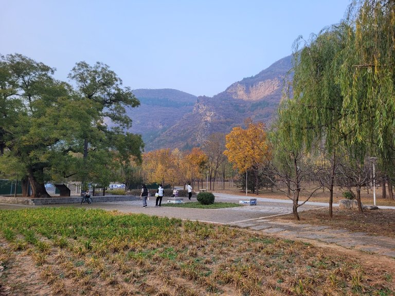 This area is located just by the mountains and the trees hera are getting the colorful leaves just before the winter, that making these trees more beautiful though they are going to loose everything very soon when the bitter winter will come to this area.