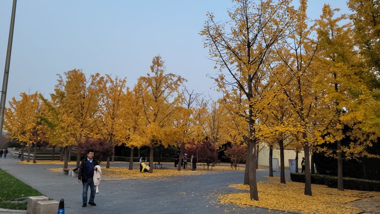 The yellow color leaves can catch your sight very fast in this area where the winter will be much more harsh.