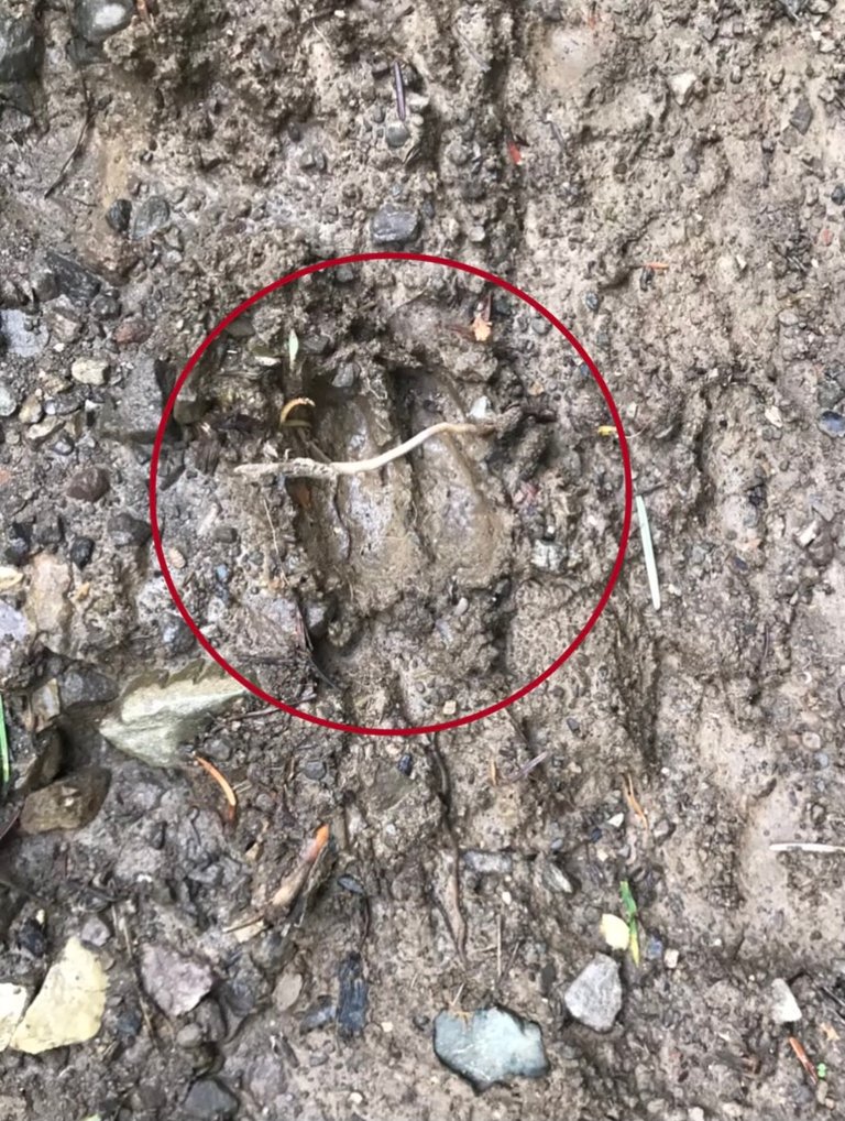 Look in the red circle too see deer hoof print.