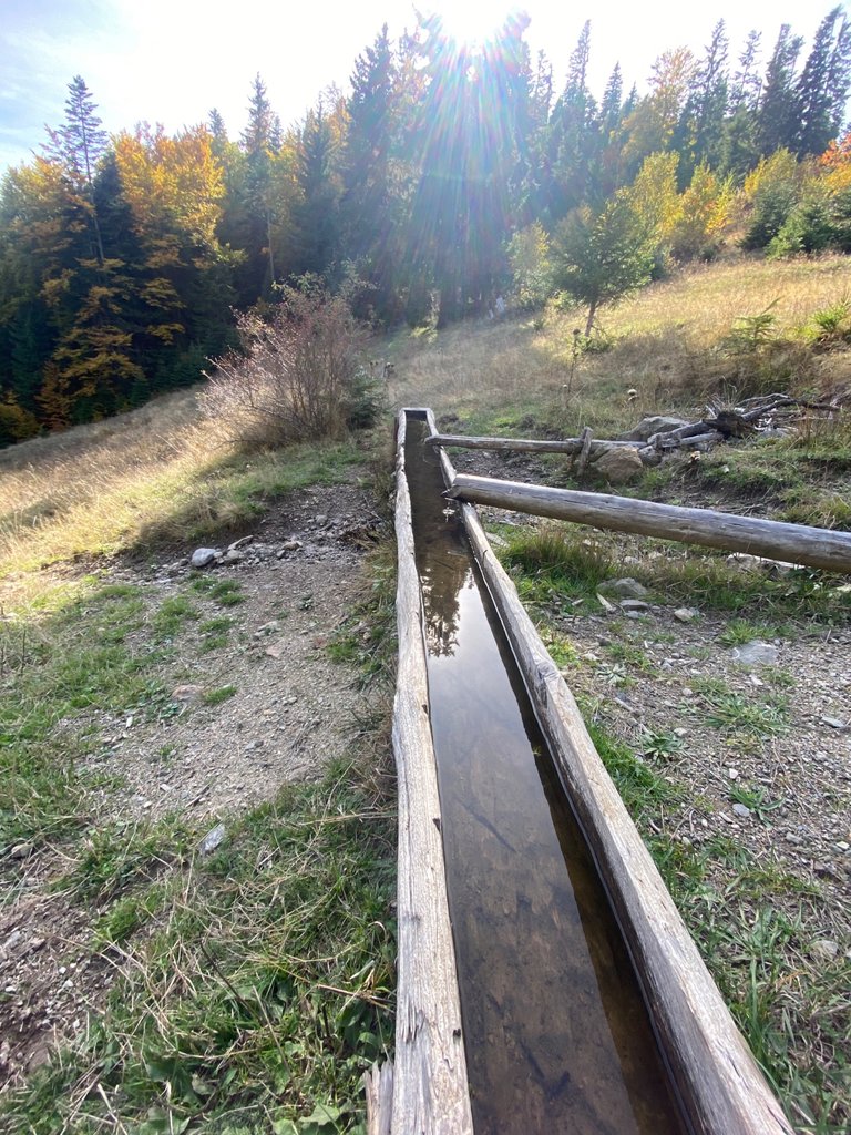 Long log trough