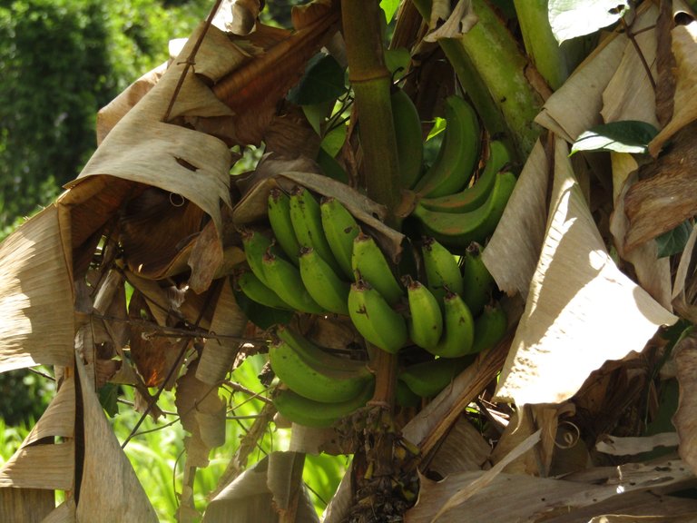 Banana tree