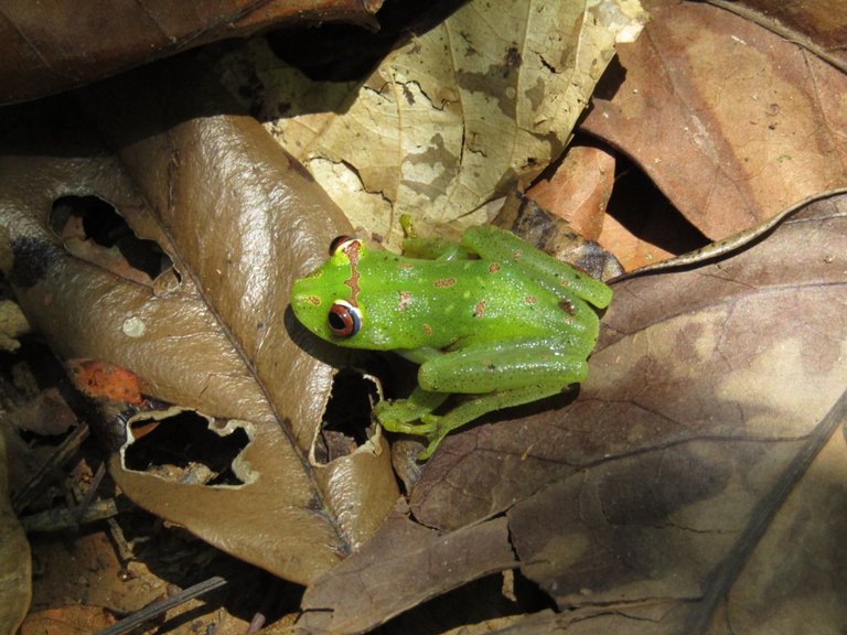 Boana cinerascens