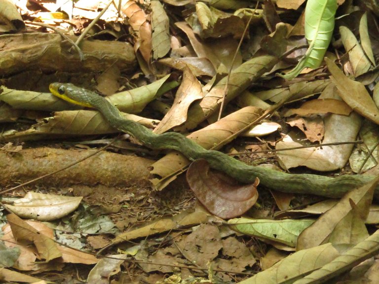 Bothrops Bilineatus