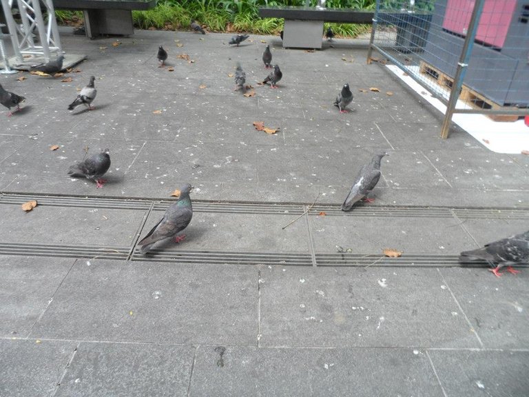 Oh look! Pigeons!