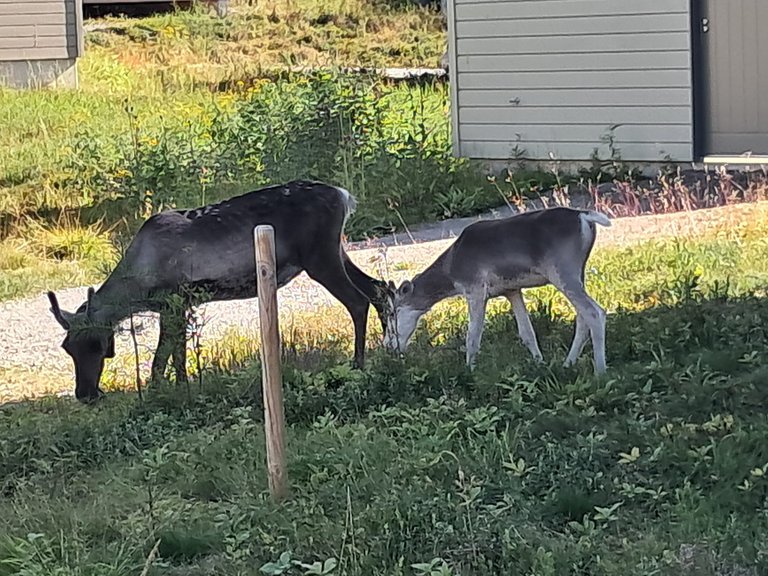 Getting close to Reindeer’s in Kuusamo, Finland