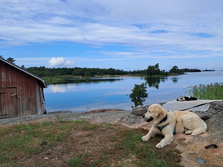 Essential Guide to Travelling With a Dog in a Motorhome