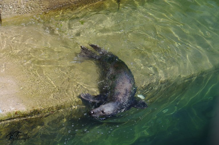 enjoying the water