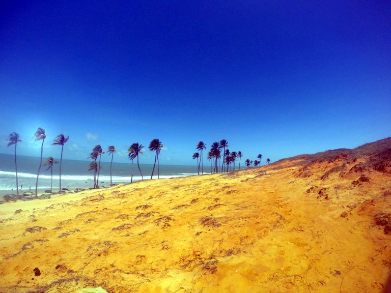 Just find out that palms are not native from this region, but they adapted very well and now a day, it’s impossible to think on northwest beaches without palms trees.