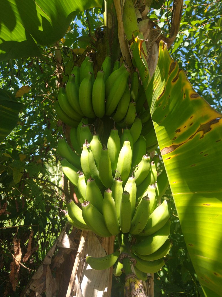 Bananas