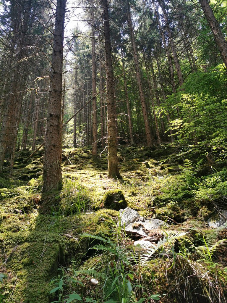 Irgendwo in den Nockbergen