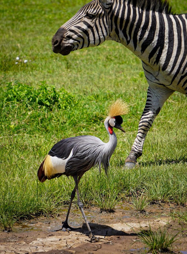 The Ngorongoro Crater Aka The Garden of Eden. Safari - Tanzania.