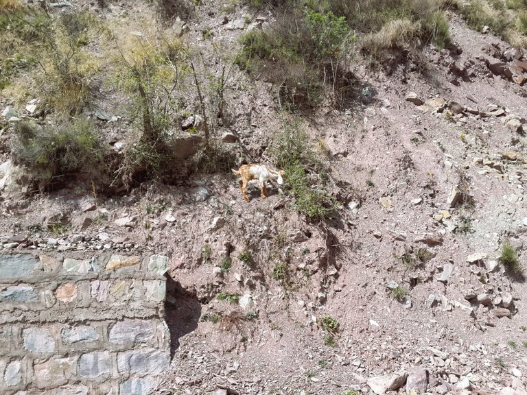 A mountain goat grazing on a steep mountain