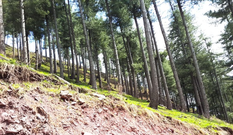 Trees stand tall on rather crumbling peaks.