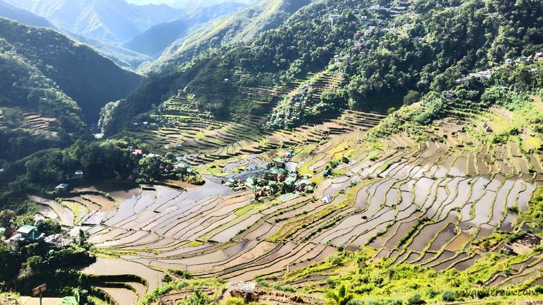 Batad Rice Terraces after harvest