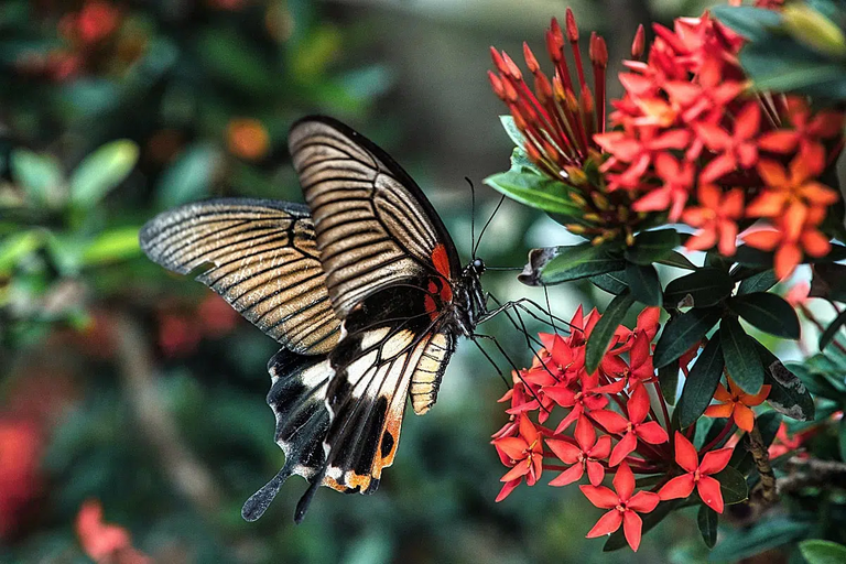 Where the plants are there is life. It is not rare to see a beautiful “creature” like this in garden cafés.